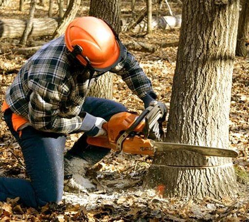 Tree Removal in Irvington, KY